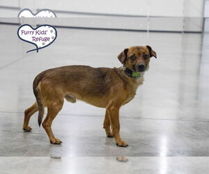 Chiweenie Dogs for adoption in Lee's Summit, MO, USA