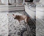 Small Chihuahua
