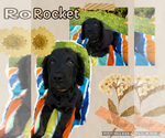 Puppy Rocket Goldendoodle