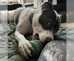 Niles - Male American Pit Bull Terrier Dog for Adoption - Photo #5