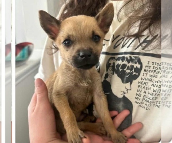 Medium Photo #1 Chihuahua-Siberian Husky Mix Puppy For Sale in Princeton, MN, USA