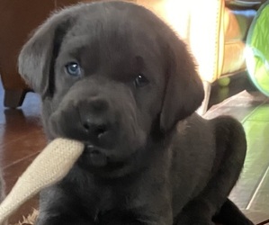 Labrador Retriever Puppy for sale in JACKSONVILLE, NC, USA