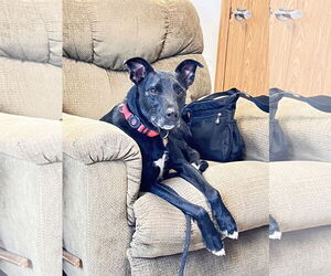 Unknown-Whippet Mix Dogs for adoption in Webster, WI, USA