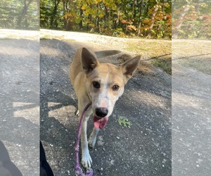 Myra - Female Siberian Husky-Unknown Mix Dog for Adoption - Photo #3