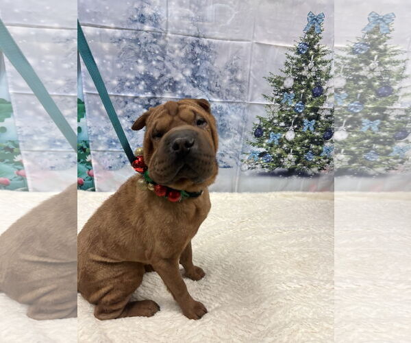 Medium Photo #2 Chinese Shar-Pei-Unknown Mix Puppy For Sale in Euless, TX, USA