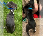 Small #2 American Pit Bull Terrier Mix