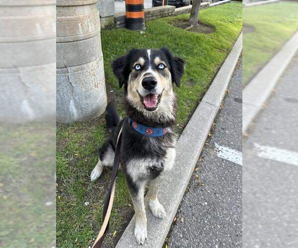 Medium Photo #1 Border Collie-Siberian Husky Mix Puppy For Sale in Vaughan, Ontario, Canada