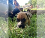 Small Photo #2 Boxer Puppy For Sale in ROBINSON, IL, USA