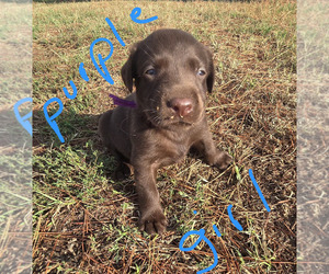 Labrador Retriever Puppy for sale in COLCORD, OK, USA