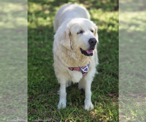 Medium Photo #2 Great Pyrenees Puppy For Sale in Spring, TX, USA