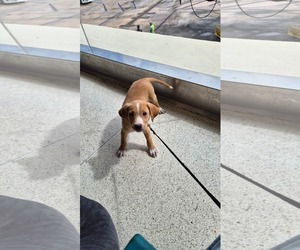 Labrador Retriever-Unknown Mix Dogs for adoption in Sanford, FL, USA