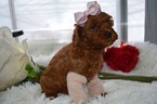 Small Photo #4 Cavapoo Puppy For Sale in HONEY BROOK, PA, USA