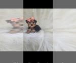Small Photo #1 Yorkshire Terrier Puppy For Sale in INDIANAPOLIS, IN, USA