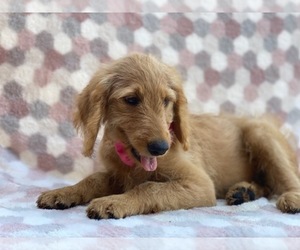 Goldendoodle Puppy for sale in LANCASTER, PA, USA