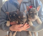 Small French Bulldog