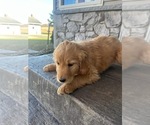 Puppy 5 Goldendoodle