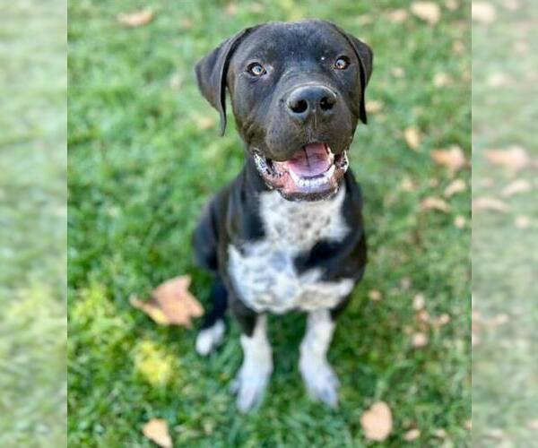 Medium Photo #2 American Pit Bull Terrier-Labrador Retriever Mix Puppy For Sale in Riverside, CA, USA