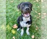 Small #1 American Pit Bull Terrier-Labrador Retriever Mix