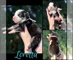Puppy Loretta Lynn Great Bernese