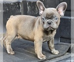 Puppy Froggy French Bulldog