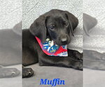 Small Labrador Retriever Mix