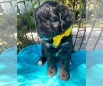 Small Photo #6 Golden Mountain Doodle  Puppy For Sale in AUBURNDALE, FL, USA