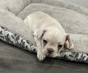 French Bulldog Puppy for Sale in NEW ORLEANS, Louisiana USA