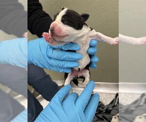 American Staffordshire Terrier-Unknown Mix Dogs for adoption in San Antonio, TX, USA