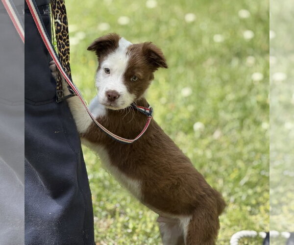 Medium Photo #2 Boxer-Unknown Mix Puppy For Sale in Yardley, PA, USA