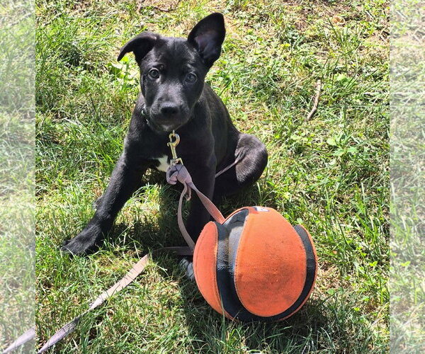 Medium Photo #2 Labrador Retriever-Unknown Mix Puppy For Sale in MECHANICSBURG, PA, USA