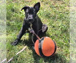 Small #1 Labrador Retriever Mix
