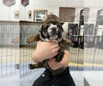 Small Photo #2 Bulldog Puppy For Sale in PELLA, IA, USA