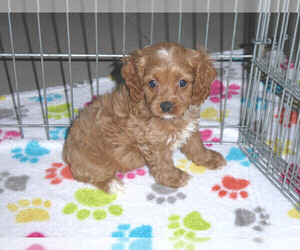 Cocker Spaniel-Poodle (Miniature) Mix Puppy for sale in ORO VALLEY, AZ, USA