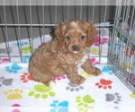 Image preview for Ad Listing. Nickname: Dakota