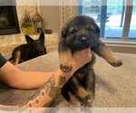 Small Photo #5 German Shepherd Dog Puppy For Sale in CANTON, TX, USA