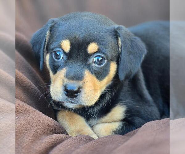 Medium Photo #2 Chihuahua-Unknown Mix Puppy For Sale in San Diego, CA, USA