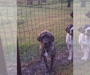 Brazilian Mastiff Dogs for adoption in Jasper, AL, USA