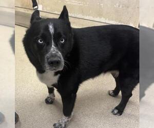 Siberian Husky-Unknown Mix Dogs for adoption in Riverside, CA, USA