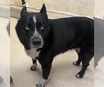 LEXIE - Female Siberian Husky-Unknown Mix Dog for Adoption - Small photo