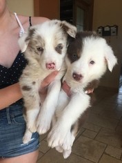 Border Collie Puppy for sale in EL PASO, TX, USA
