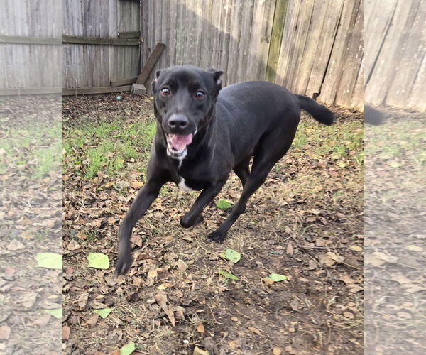 Medium Photo #2 Mutt Puppy For Sale in Jackson, MS, USA