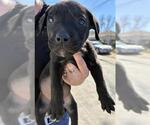 Small Labrador Retriever Mix