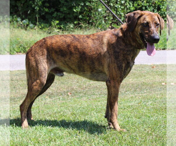 Medium Photo #4 Catahoula Leopard Dog-Unknown Mix Puppy For Sale in Prattville, AL, USA