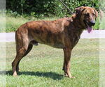 Small #3 Catahoula Leopard Dog Mix