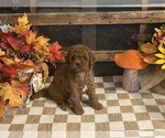 Annie - Female Cavapoo (Miniature) Puppy for Sale - Photo #6