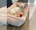 Small #1 Poodle (Miniature)