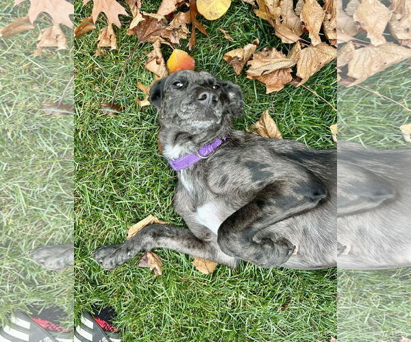 Medium Photo #8 Catahoula Leopard Dog-Labrador Retriever Mix Puppy For Sale in GILBERTS, IL, USA