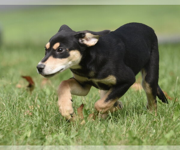 Medium Photo #16 Australian Shepherd-Unknown Mix Puppy For Sale in Mechanicsburg, PA, USA