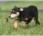 Small Photo #16 Australian Shepherd-Unknown Mix Puppy For Sale in Mechanicsburg, PA, USA