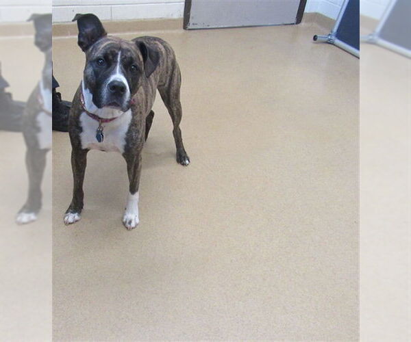 Medium Photo #1 American Staffordshire Terrier Puppy For Sale in Derwood, MD, USA